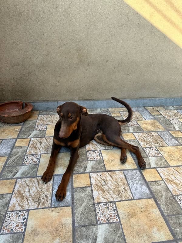 Red/Rust Doberman Female 6