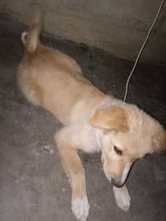 Labrador for sale