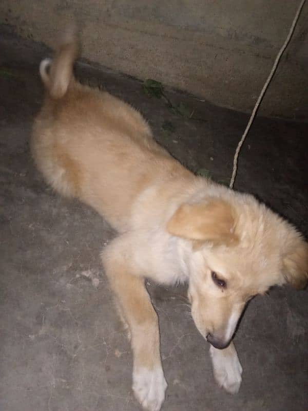 Labrador for sale 0