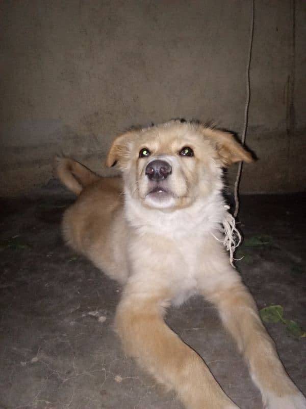 Labrador for sale 1