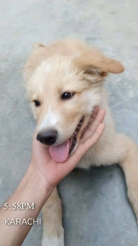 Labrador for sale 2