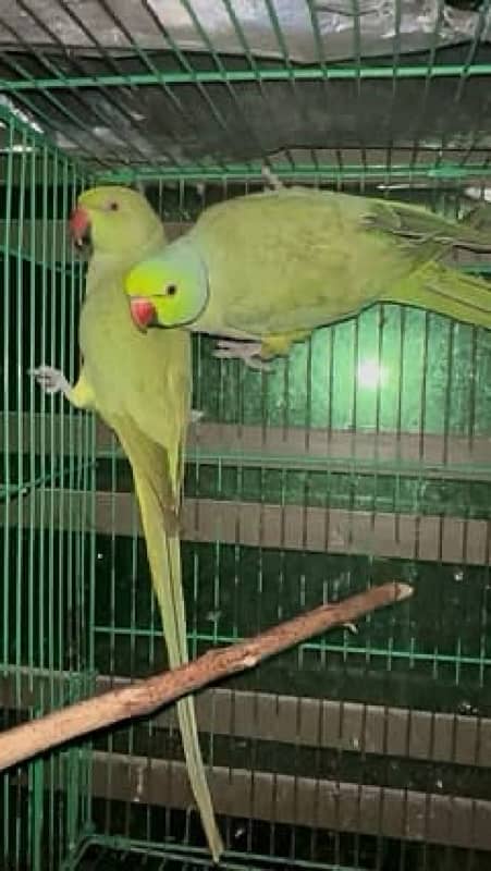 green parrots totay long tail raw ki tarhan 100% adult 1