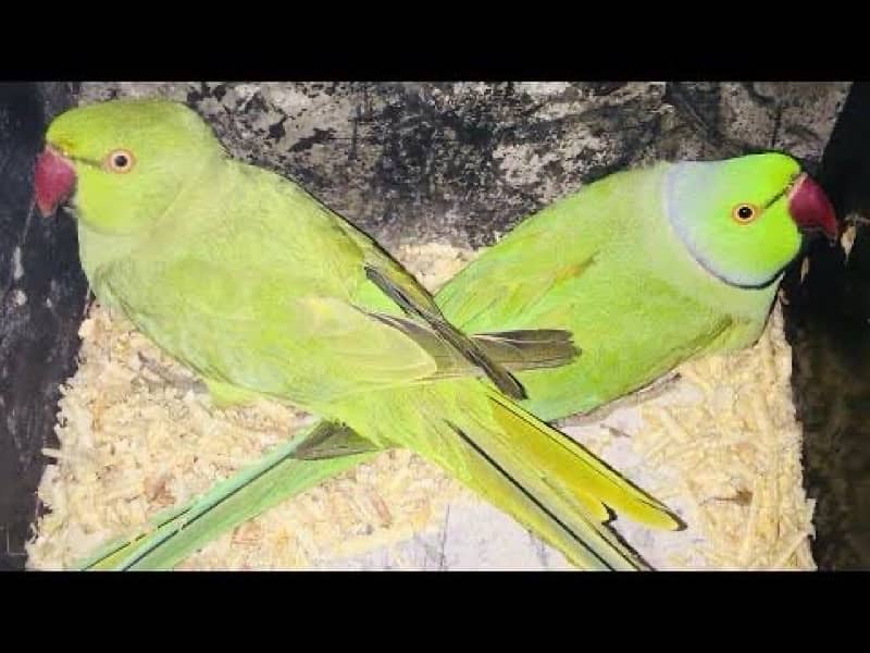 green parrots totay long tail raw ki tarhan 100% adult 2