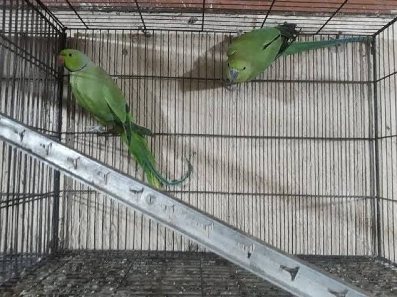 green parrots totay long tail raw ki tarhan 100% adult 4