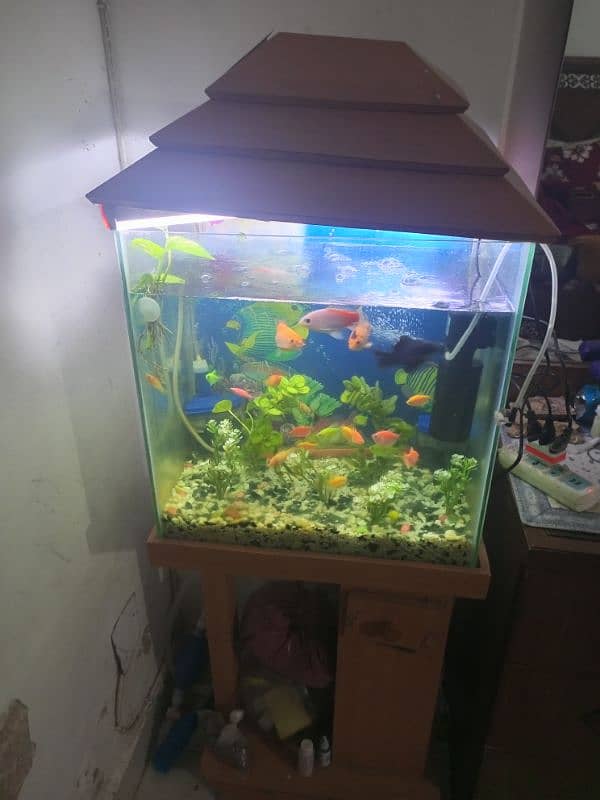 Fishes & Aquarium With Stand 2