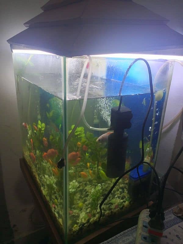 Fishes & Aquarium With Stand 3