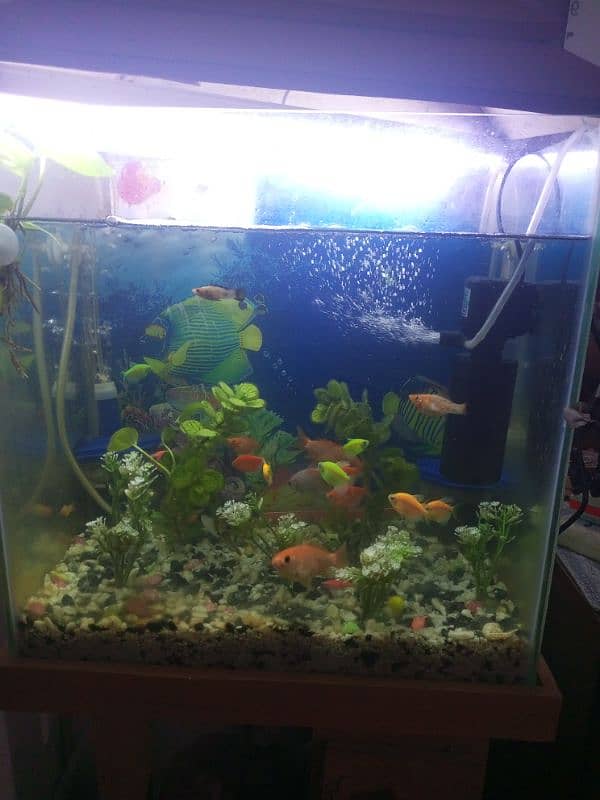 Fishes & Aquarium With Stand 4