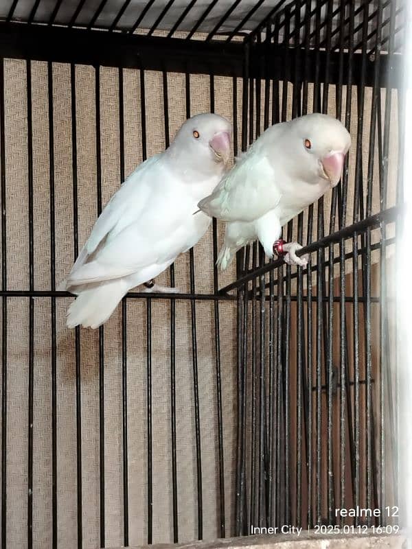 some Breeder pair for sale With Cage 0