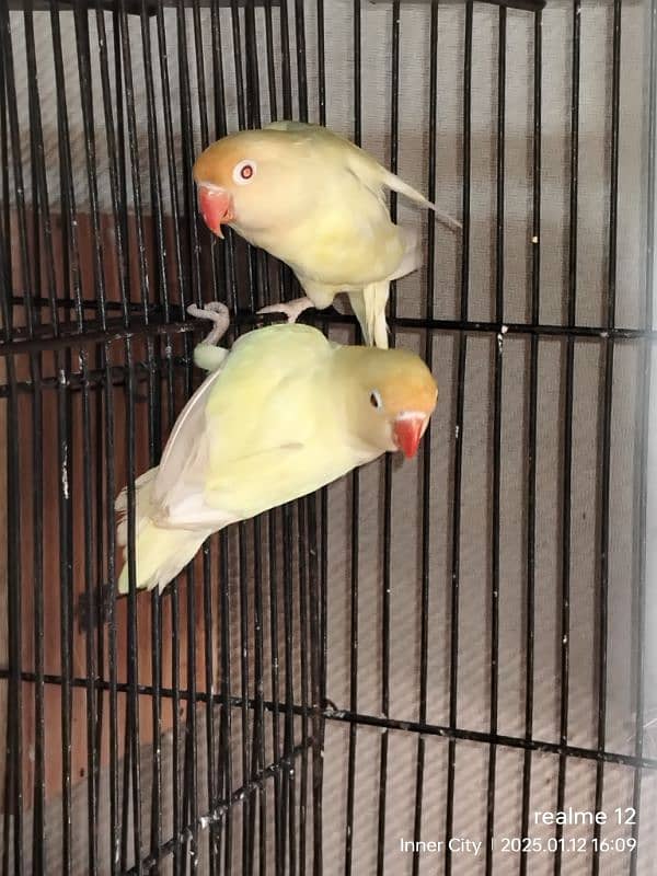 some Breeder pair for sale With Cage 1