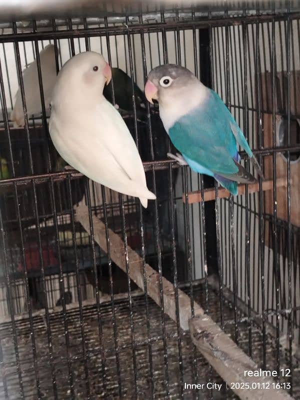 some Breeder pair for sale With Cage 2