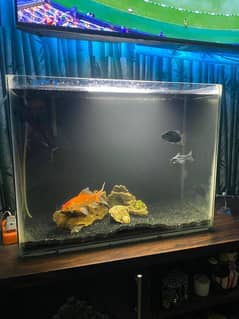 fish aquarium for sell