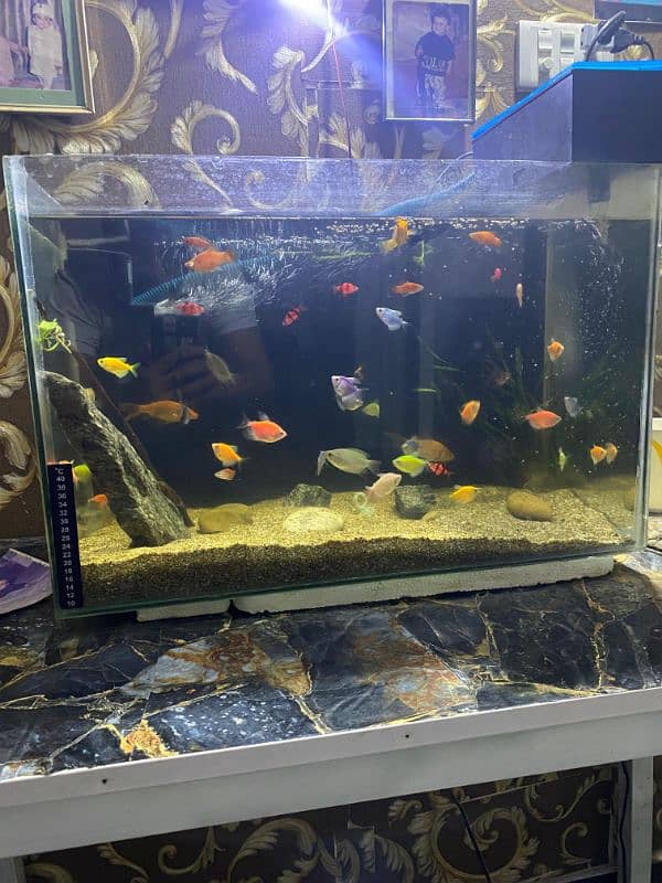 fish aquarium for sell 1