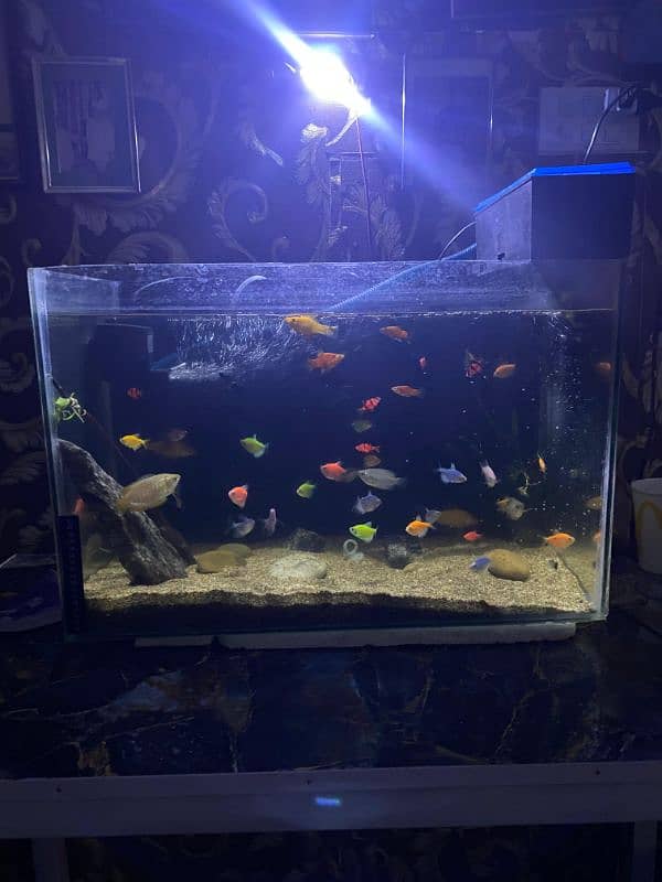 fish aquarium for sell 3