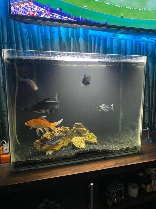 fish aquarium for sell 5