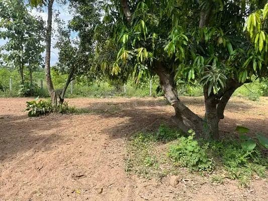 32 Acer Agriculture Land Available For Sale Area Faisalabad 1