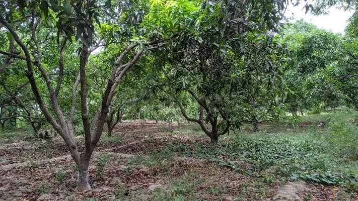 32 Acer Agriculture Land Available For Sale Area Faisalabad 2