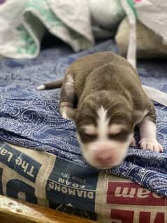 Siberian Husky puppy