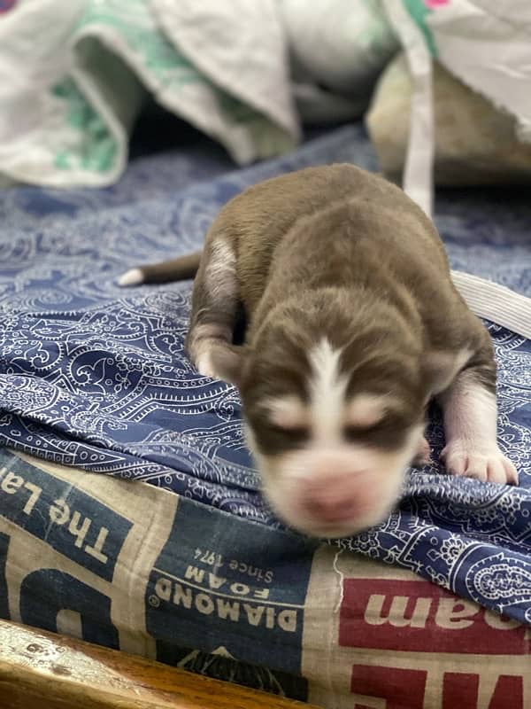 Siberian Husky puppy 0