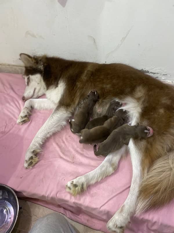 Siberian Husky puppy 3