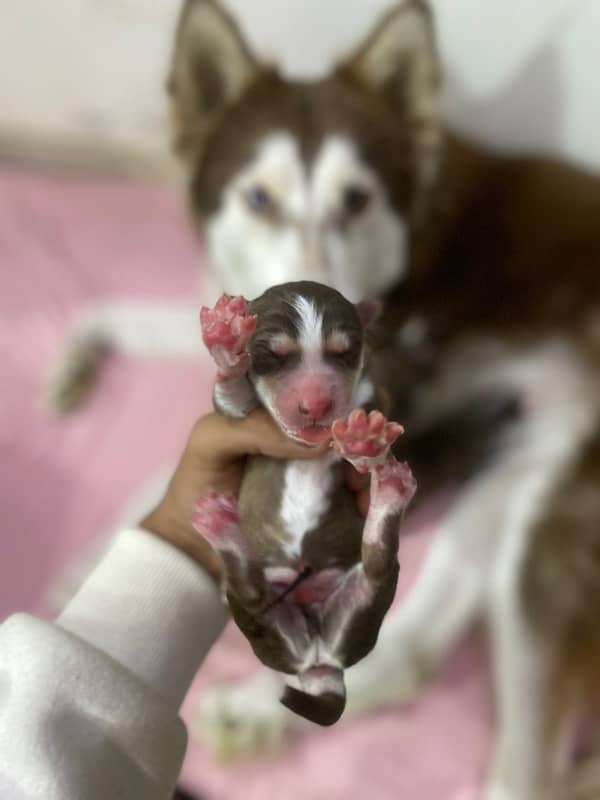 Siberian Husky puppy 5