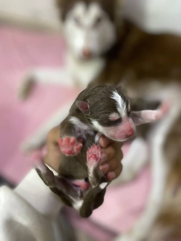 Siberian Husky puppy 6