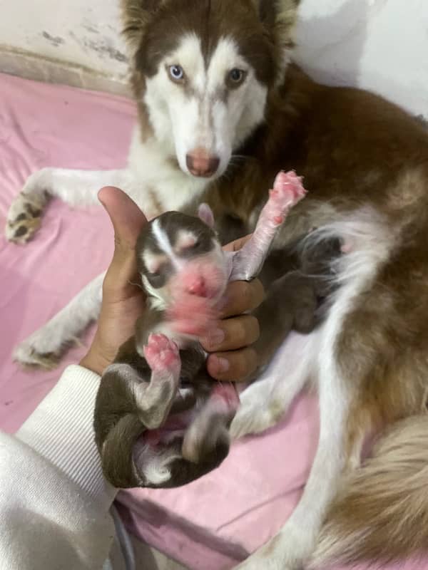 Siberian Husky puppy 8