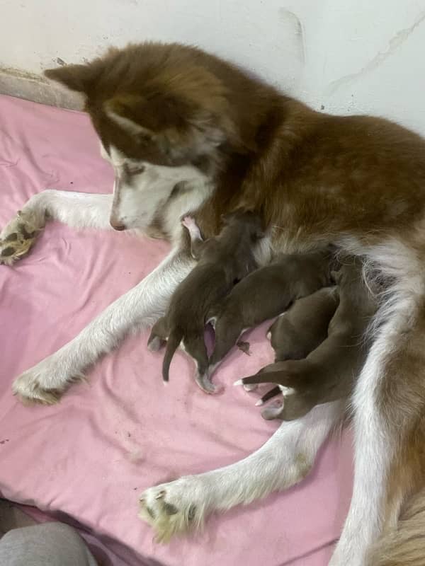 Siberian Husky puppy 9