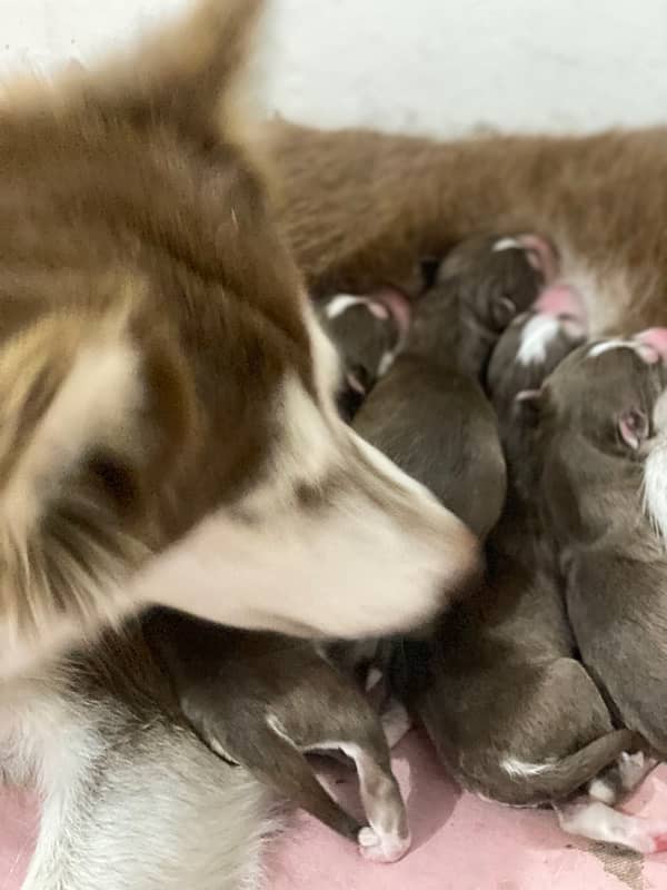 Siberian Husky puppy 12