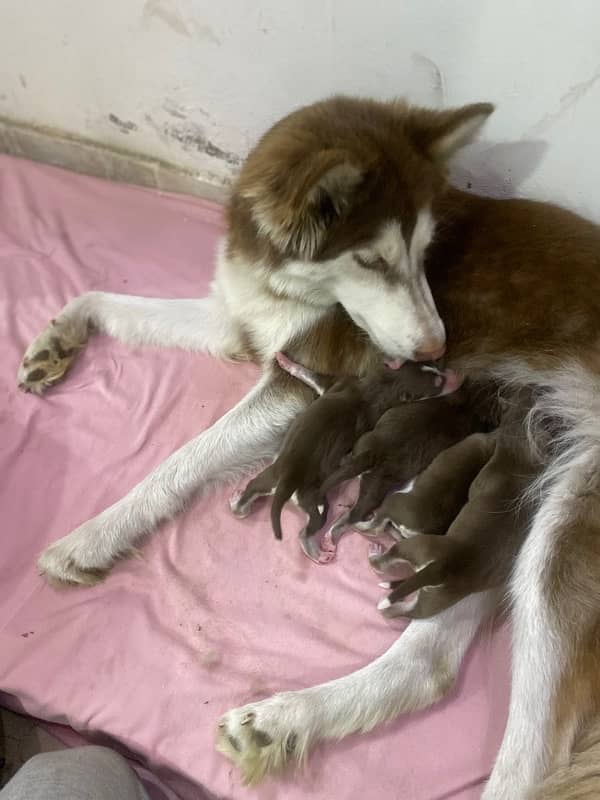 Siberian Husky puppy 13