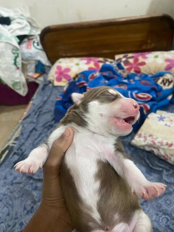 Siberian Husky puppy 15