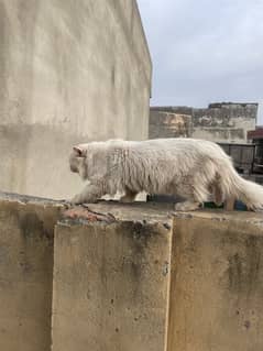 punch face male cat fully traned wasroom