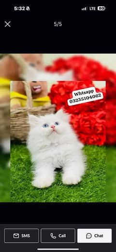 blue eyes white Persian kitten| Triple long coat|punch Face|cat babies