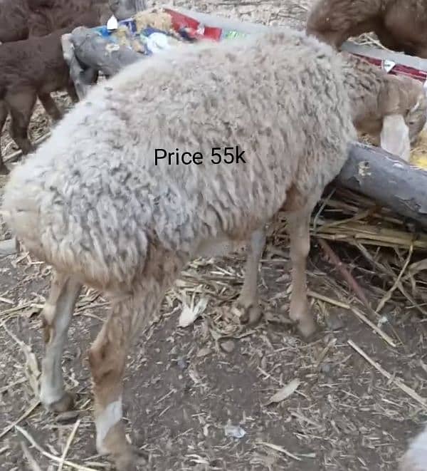 Turky male sheeps for Qurbani 2025 1