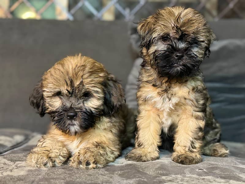 Shih Tzu Female Puppies – Adorable & Ready for Their New Homes! 0