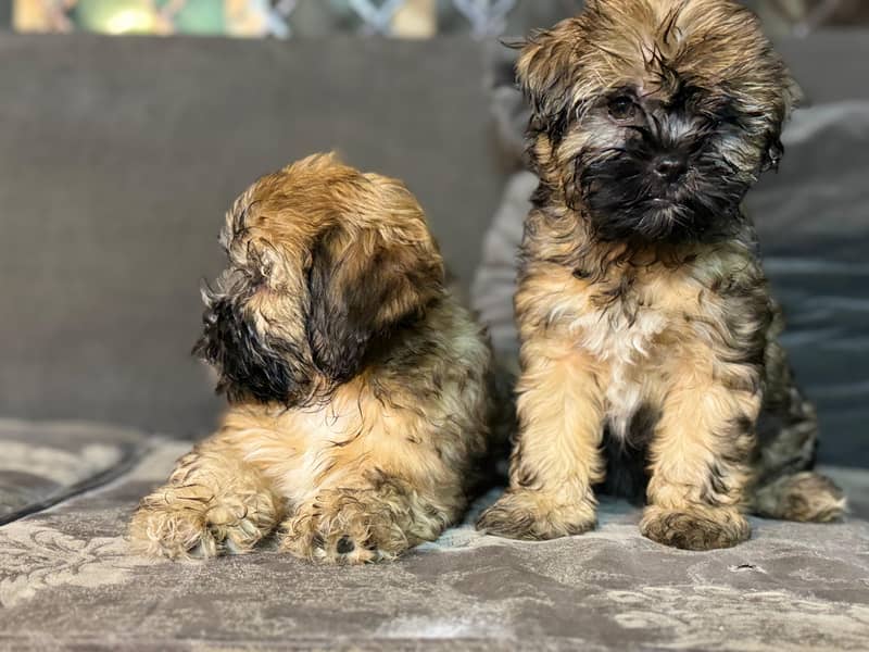 Shih Tzu Female Puppies – Adorable & Ready for Their New Homes! 1