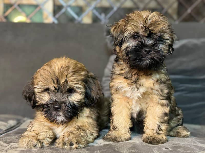 Shih Tzu Female Puppies – Adorable & Ready for Their New Homes! 2