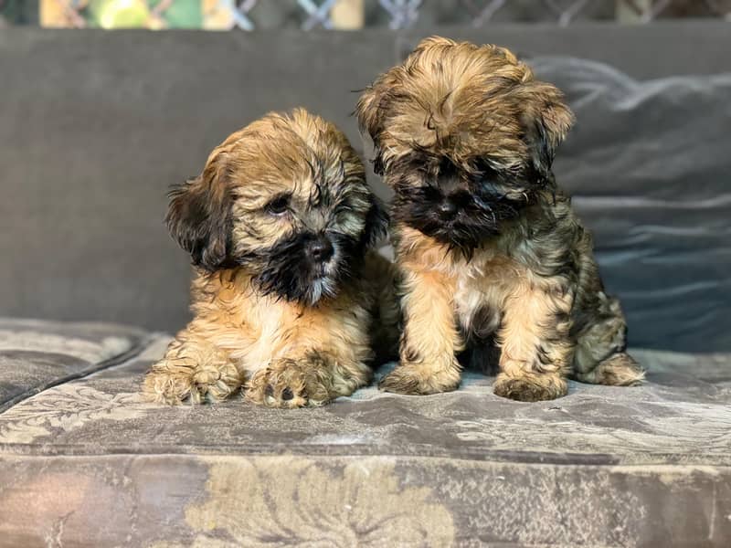 Shih Tzu Female Puppies – Adorable & Ready for Their New Homes! 3