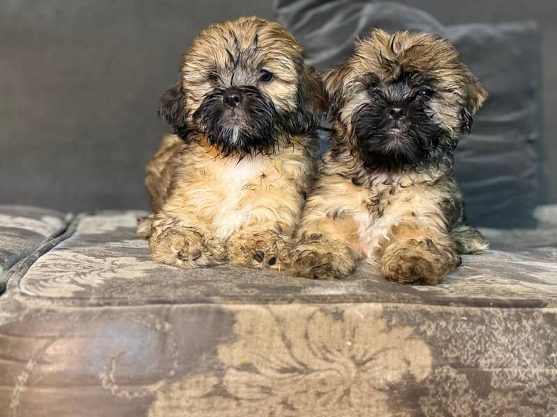 Shih Tzu Female Puppies – Adorable & Ready for Their New Homes! 4