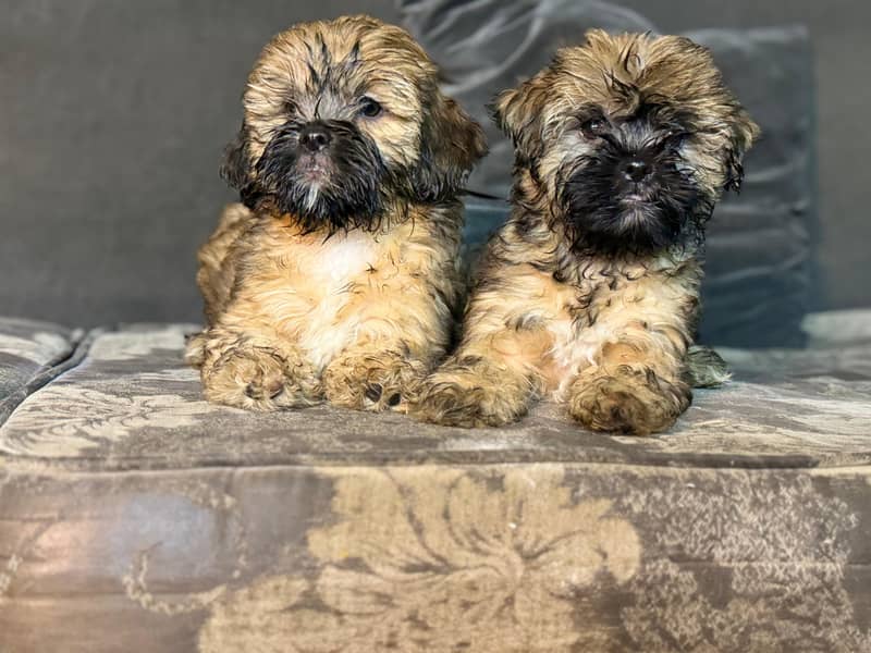 Shih Tzu Female Puppies – Adorable & Ready for Their New Homes! 5