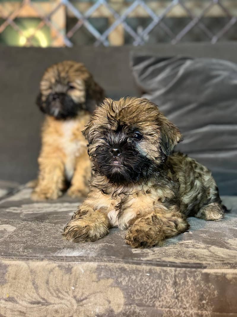 Shih Tzu Female Puppies – Adorable & Ready for Their New Homes! 6