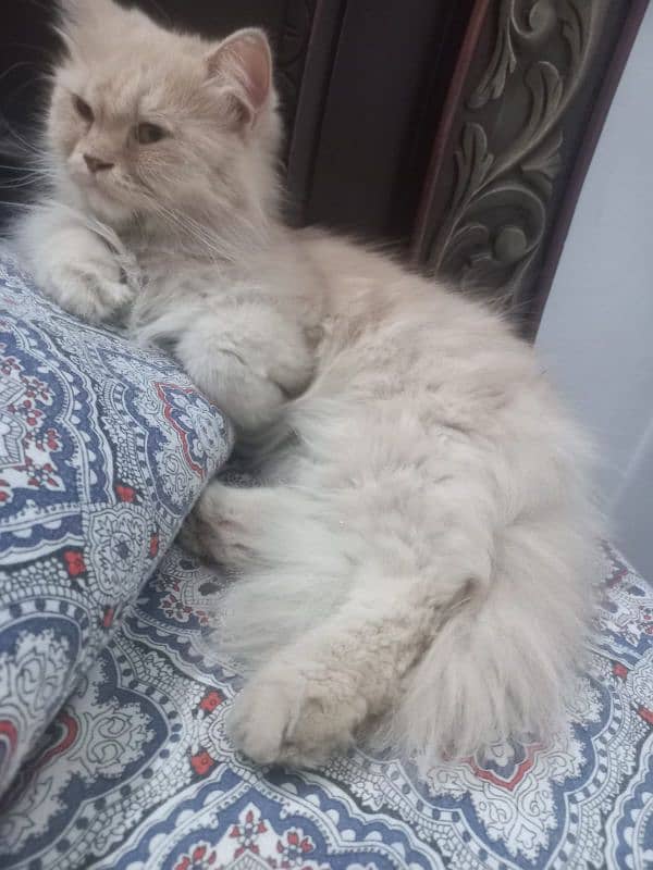 Pure Persian breeder female cat 0