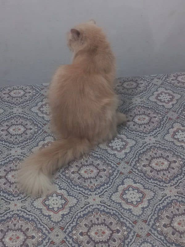 Pure Persian breeder female cat 1