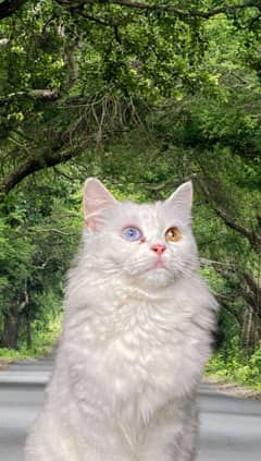 Persian cat with odd eyes for sale