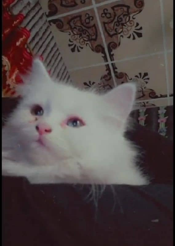 Persian cat with odd eyes for sale 1