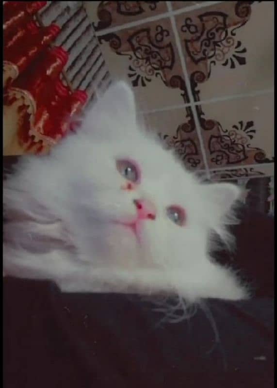 Persian cat with odd eyes for sale 2