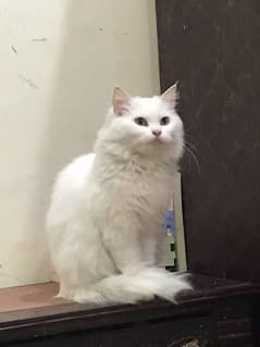 Tripple cotted Female Persian cat