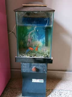 selling goldfish with aquarium