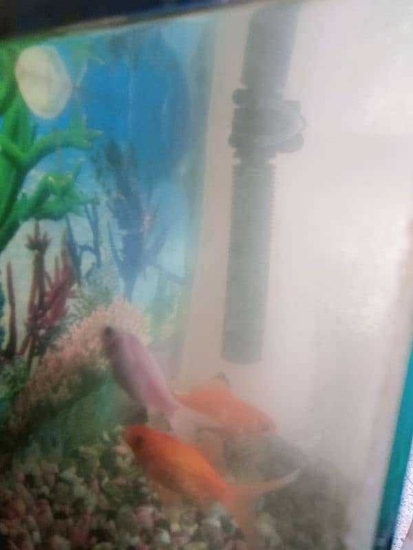 selling goldfish with aquarium 1