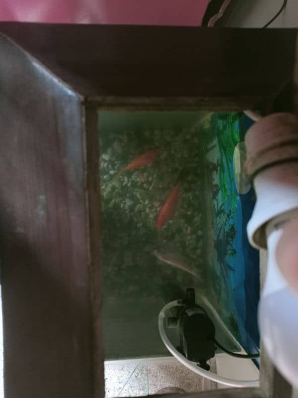 selling goldfish with aquarium 2