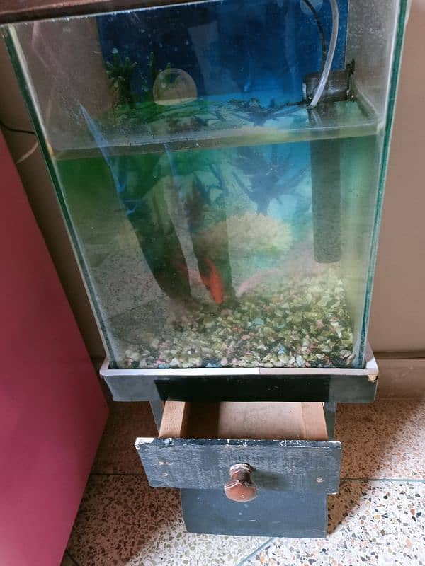 selling goldfish with aquarium 3